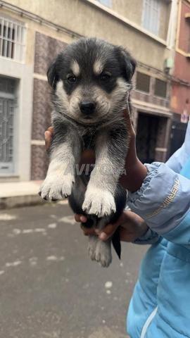 Chiens Husky purs