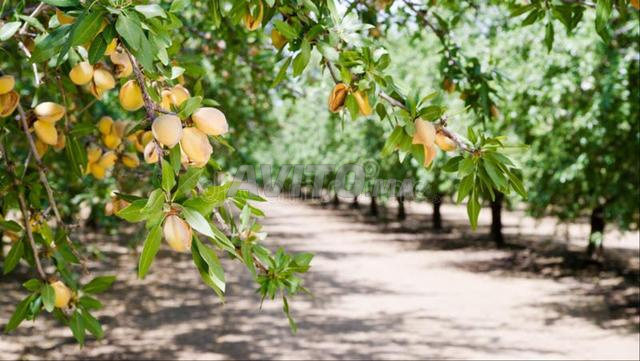 Ferme équipée amande olive Ain krma 35 hectares - 2