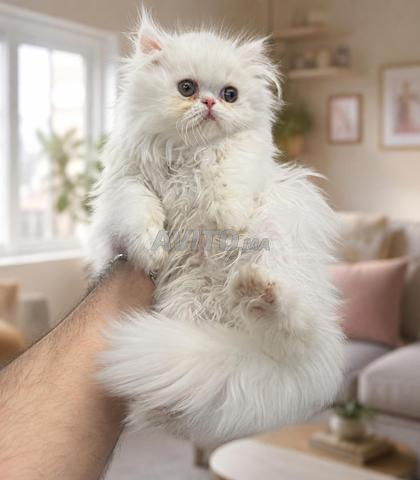 Chatte persane femelle 2 mois