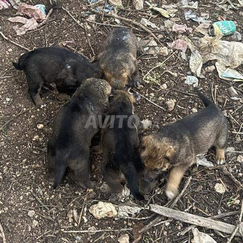 Chiens Berger 3 femelles 1 mâle - 2