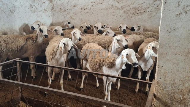 Mouton Sardi de bonne qualité, bon pour la reproduction, prix très raisonnable