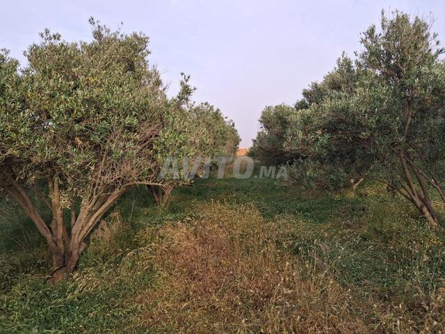 أرض مسجلة للبيع بالقرب من تزنيت - 2