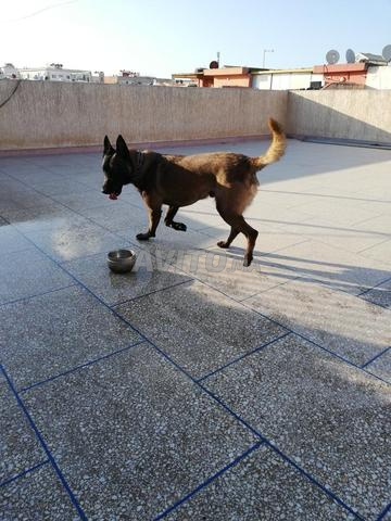 Chien Malinois - 2