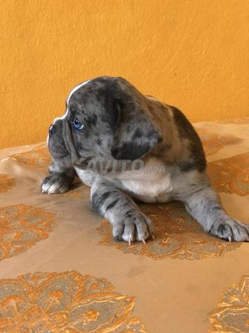 Chiots Bulldog Français - 2