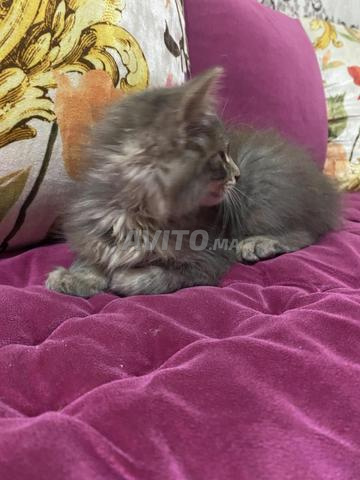 chaton à vendre - 2