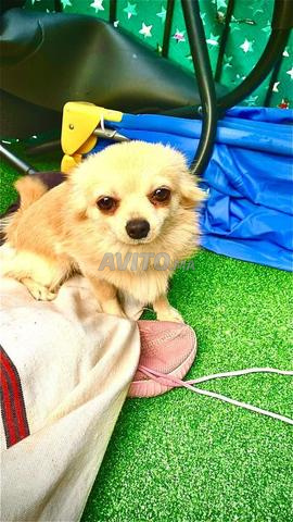 Chien chihuahua - 2
