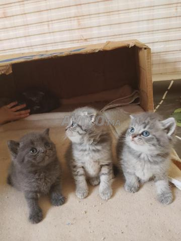 Scottish Fold - 2