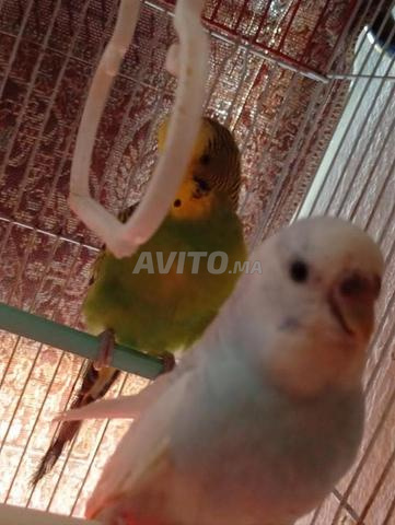 Animaux de compagnie - 2