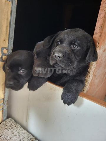 Femelle Labrador et Mâle Malinois - 2