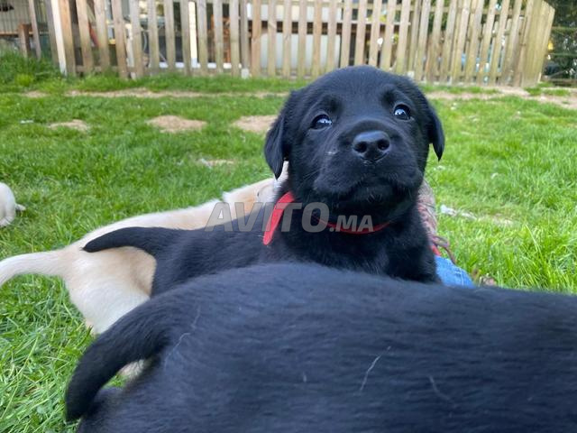Chiots Labrador - 2