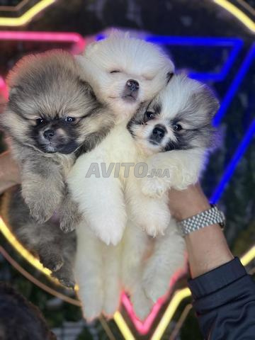 Spitz Pomeranian pedigree - 2