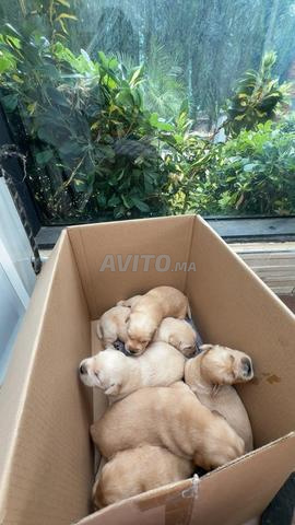Golden retriever - 2
