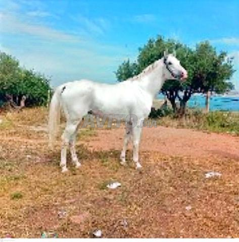 Ouled Ayad, Province de Taounate - 2