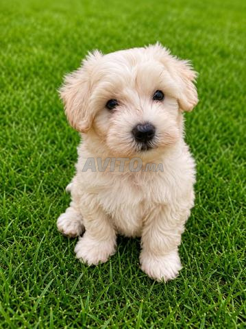 🐶 Magnifiques chiots Bichon disponibles 🐶 - 2
