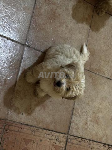 Bichons Maltais - 2