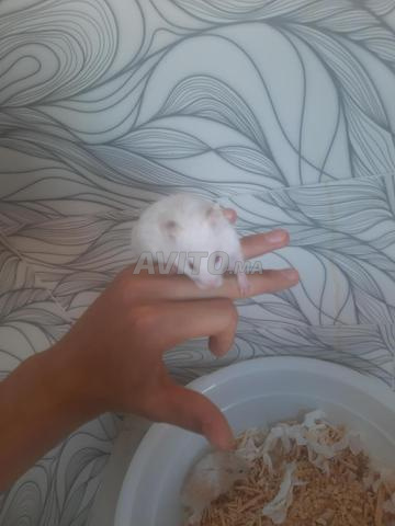 Hamster syrien - 2