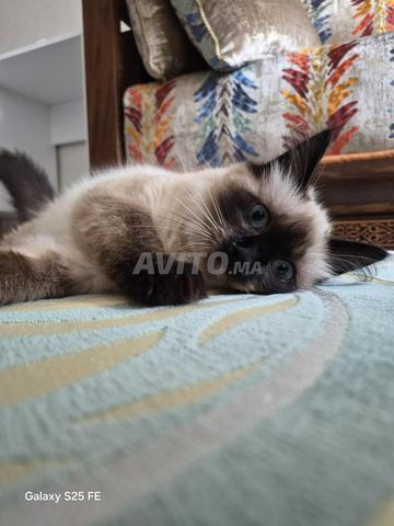 Chatte ragdoll himalayen . Avec ses équipements - 2