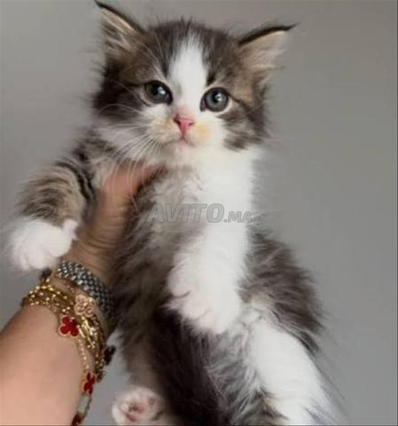 Norvège ongora ragdoll - 2