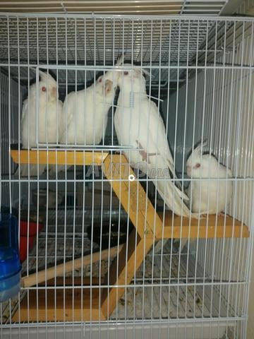 Albinos (yeux rouges) 2 mois disponibles pour nourrissage à la main