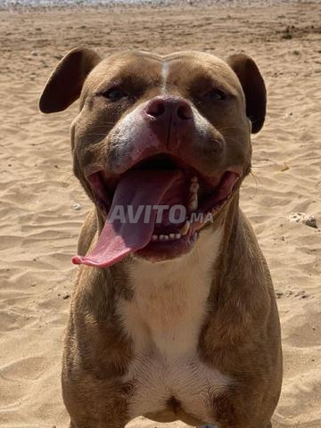 Chien rednose bien dressé