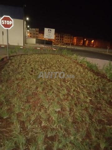 Vente palmiers Washingtonia et cocos et gazon. - 2