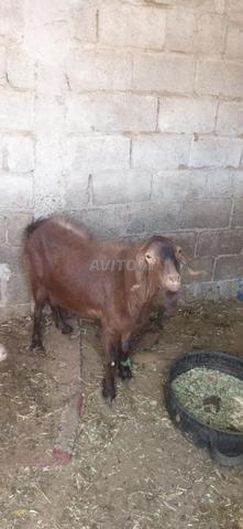 Bélier oujdi à vendre - 2