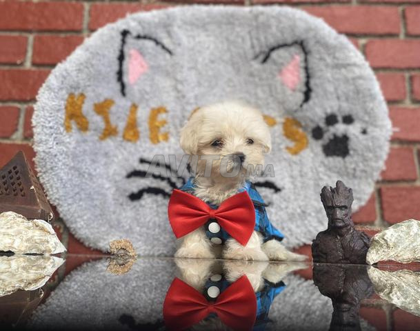 Chiot bichon toy bon prix - 2