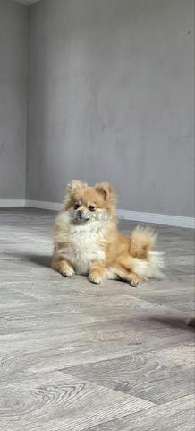 Femelle spitz