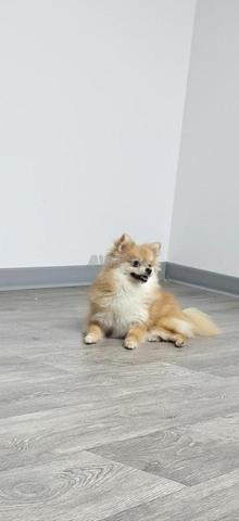 Femelle spitz - 2