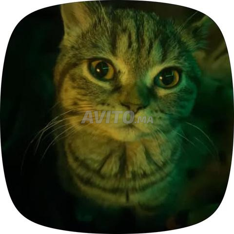 Scottish tabby femelle - 2