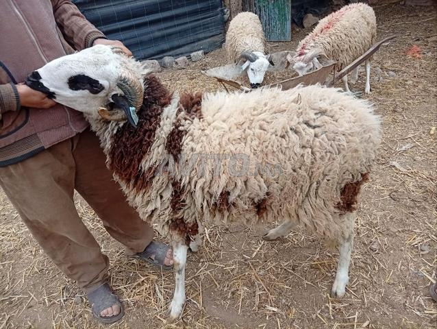 Moutons de l'Aïd à vendre - 2