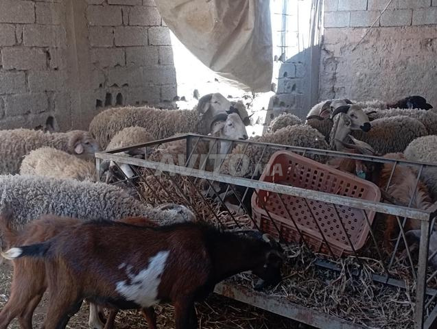 Moutons de l'Aïd à vendre