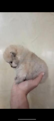 Spitz nain pomeranian - 2