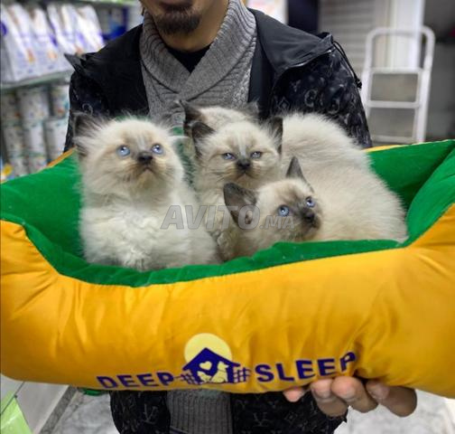Chaton siamois himalayen poil long - 2