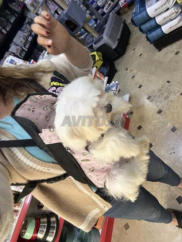 Caniche maltais 7 mois - 2