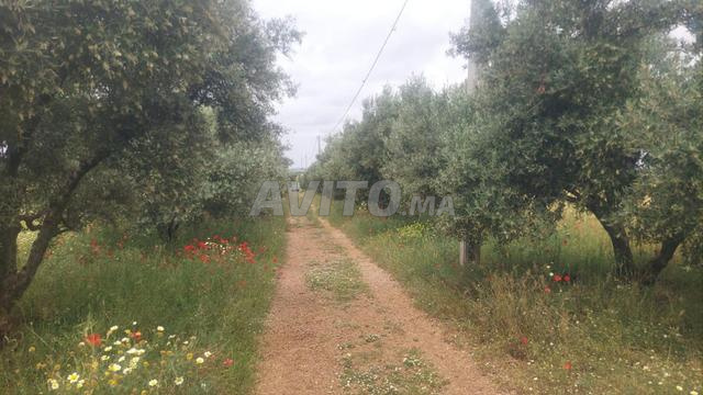 Neuf hectares agricoles à vendre - 2