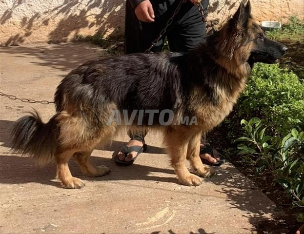 Chiots berger allemand poil long - 2