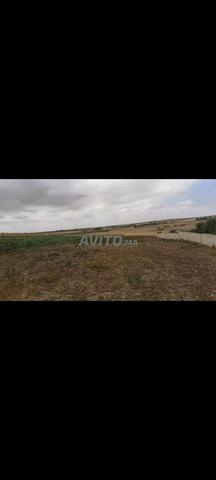 Terrain agricole à ouled said - 2