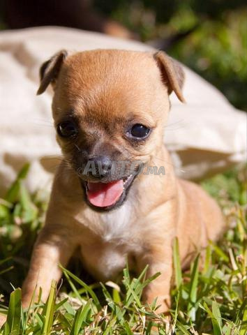 Chiots Chihuahua Toy - 2