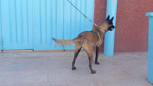 Femelle malinois charboni 11 mois - 2