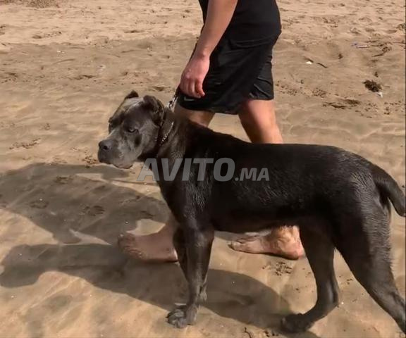 Femelle Cane Corso 9 mois - 2