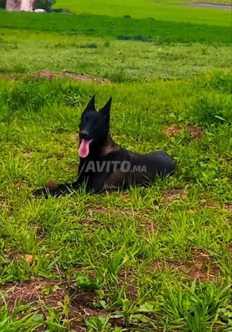 Super femelle malinois charboni pure race - 2