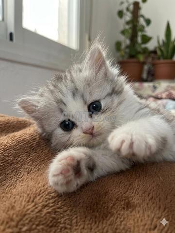 Femelle Scottish silver fold 🩶 - 2