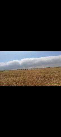 Terrain agricole 2.5 ha titre foncier Lahouaza - 2