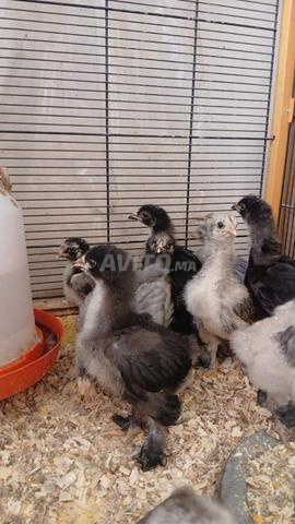 Oeufs et poussins de poulets Brahma - 2