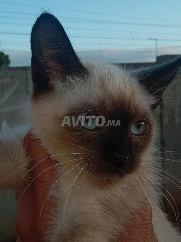Chat siamois - 2