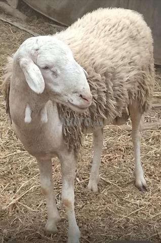 Mouton dmane et 2 chevreaux Alpin - 2