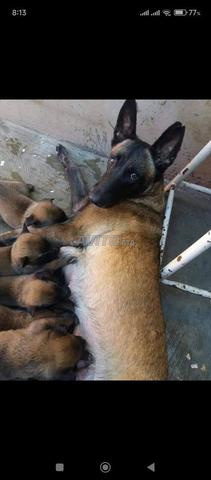 Super chiots Malinois Charboni - 2