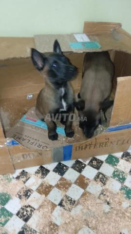 2 femelles malinois - 2