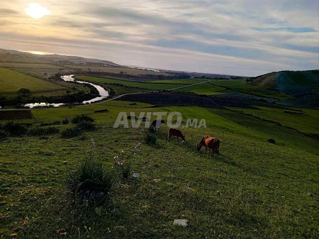 Terrains à vendre près d'Asilah, plage Sidi Mghayth